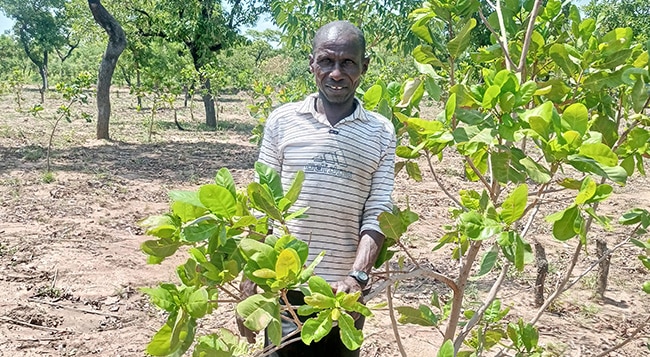 Growing cashews and hope in Yuornuur in Ghana